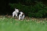 JACK RUSSEL 175